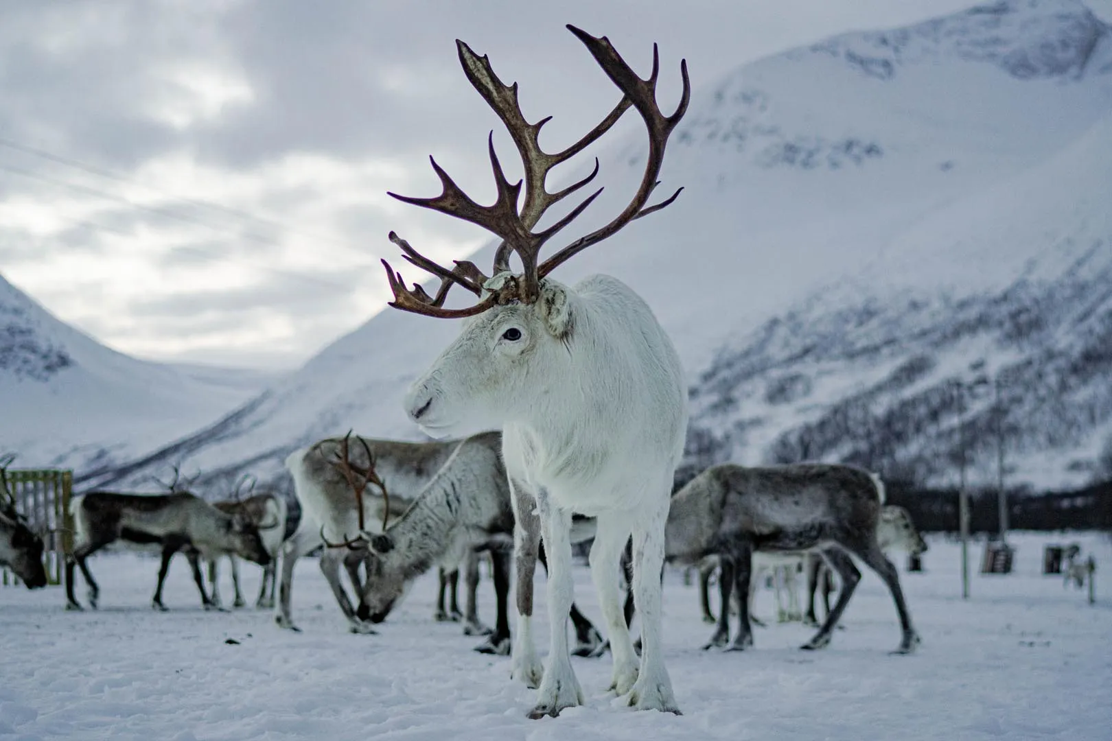 Reindeer Experience